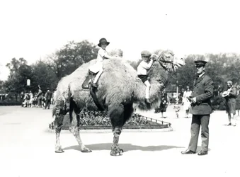 Een kameelrit in ZSL London Zoo, september 1928